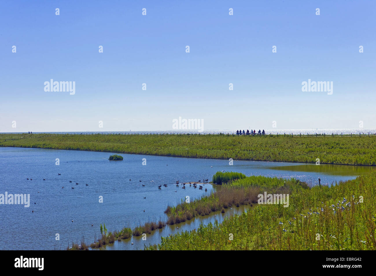 bird reserve with inshore water near Enkhuizen, view to Markermeer, Netherlands, Noord Holland Stock Photo