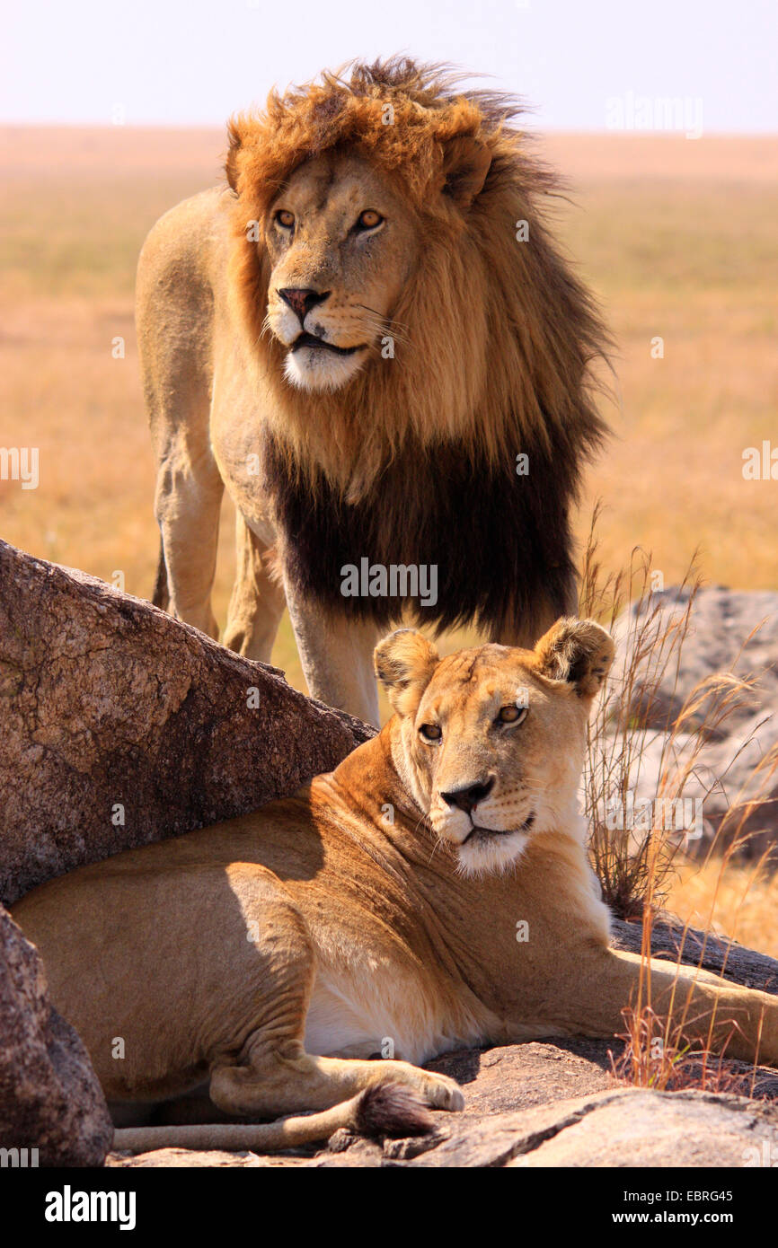 lion (Panthera leo), lion pair pn rocks on the savannah, Tanzania, Serengeti National Park Stock Photo