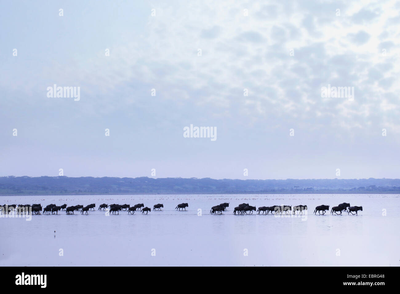 blue wildebeest, brindled gnu, white-bearded wildebeest (Connochaetes taurinus), herd of wildebeests crossing the Lake Ndutu in the twilight, Tanzania, Serengeti National Park Stock Photo