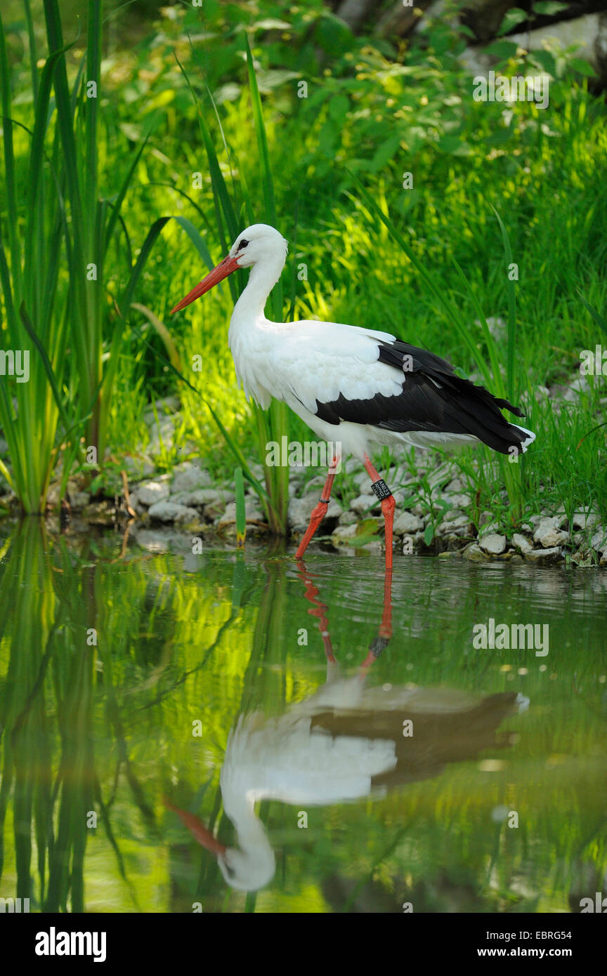 white stork (Ciconia ciconia), at the water stain in spring, Germany, Bavaria Stock Photo