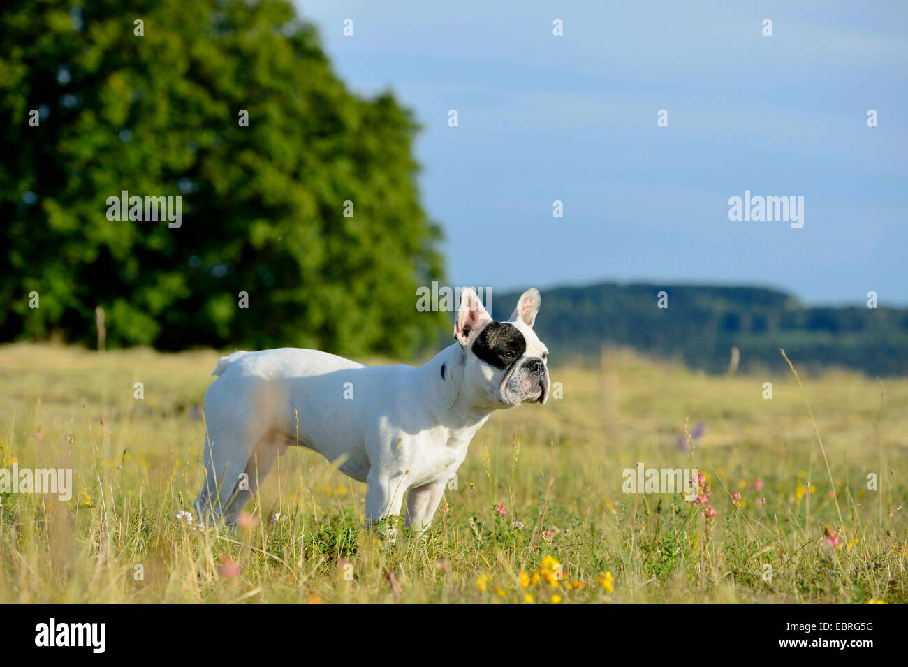 French Bulldog (Canis lupus f. familiaris), seven month old puppy standing in a meadow , Germany Stock Photo