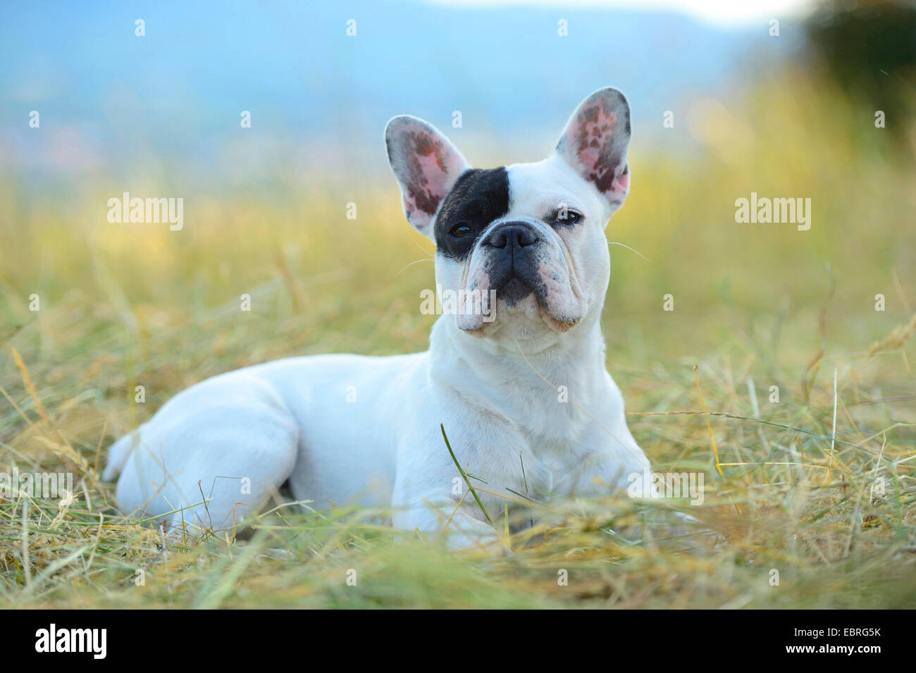 French Bulldog (Canis lupus f. familiaris), seven month old puppy lying in a mowed meadow , Germany Stock Photo