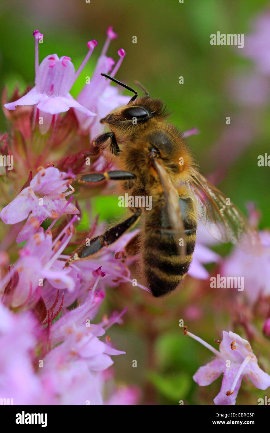 BroadLeaved Thyme, Dot Wells Creeping Thyme, Large Thyme, Lemon Thyme
