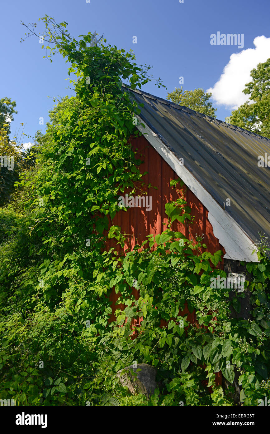 overgrown roof of a traditional Swedish house, Sweden, Oeland Stock Photo