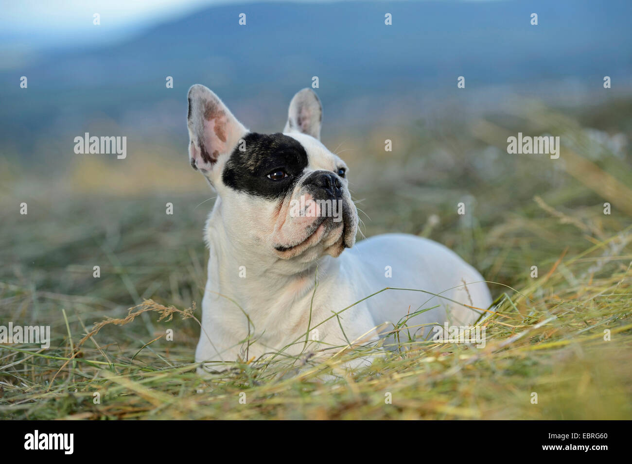 French Bulldog (Canis lupus f. familiaris), seven month old puppy lying in a mowed meadow , Germany Stock Photo
