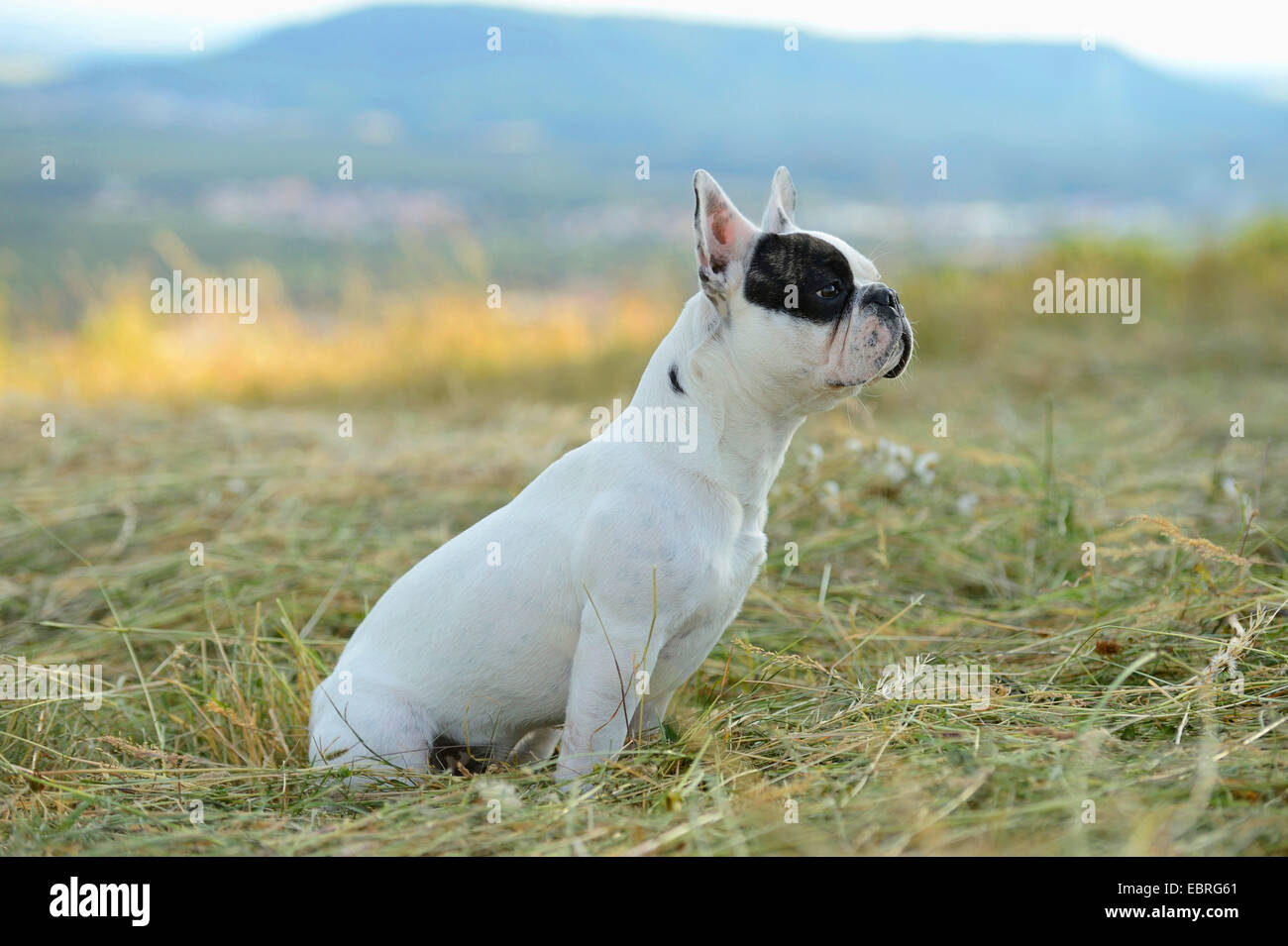 French Bulldog (Canis lupus f. familiaris), seven month old puppy sitting in a mowed meadow , Germany Stock Photo