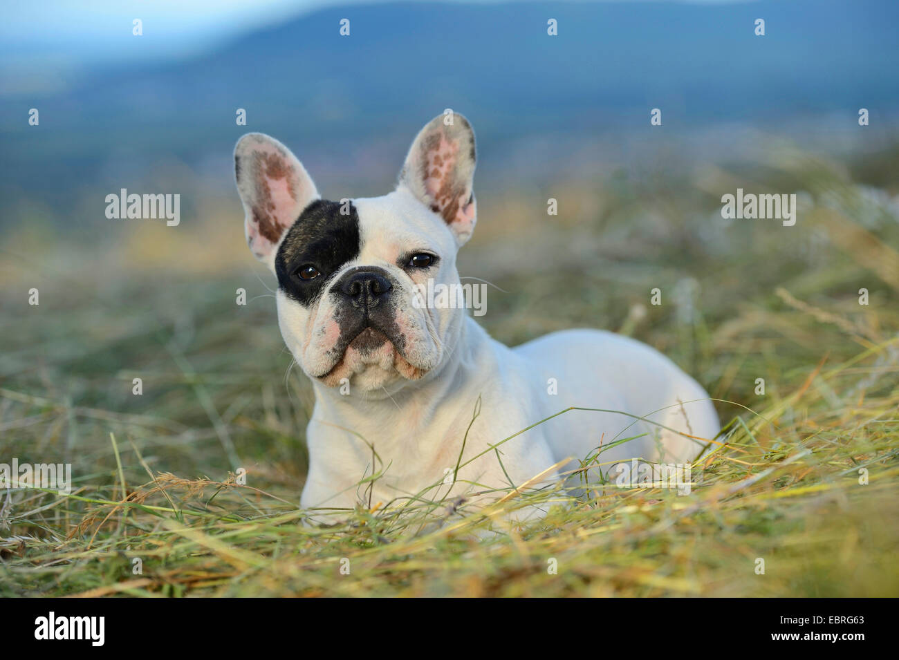 French Bulldog (Canis lupus f. familiaris), seven month old puppy lying in a mowed meadow , Germany Stock Photo