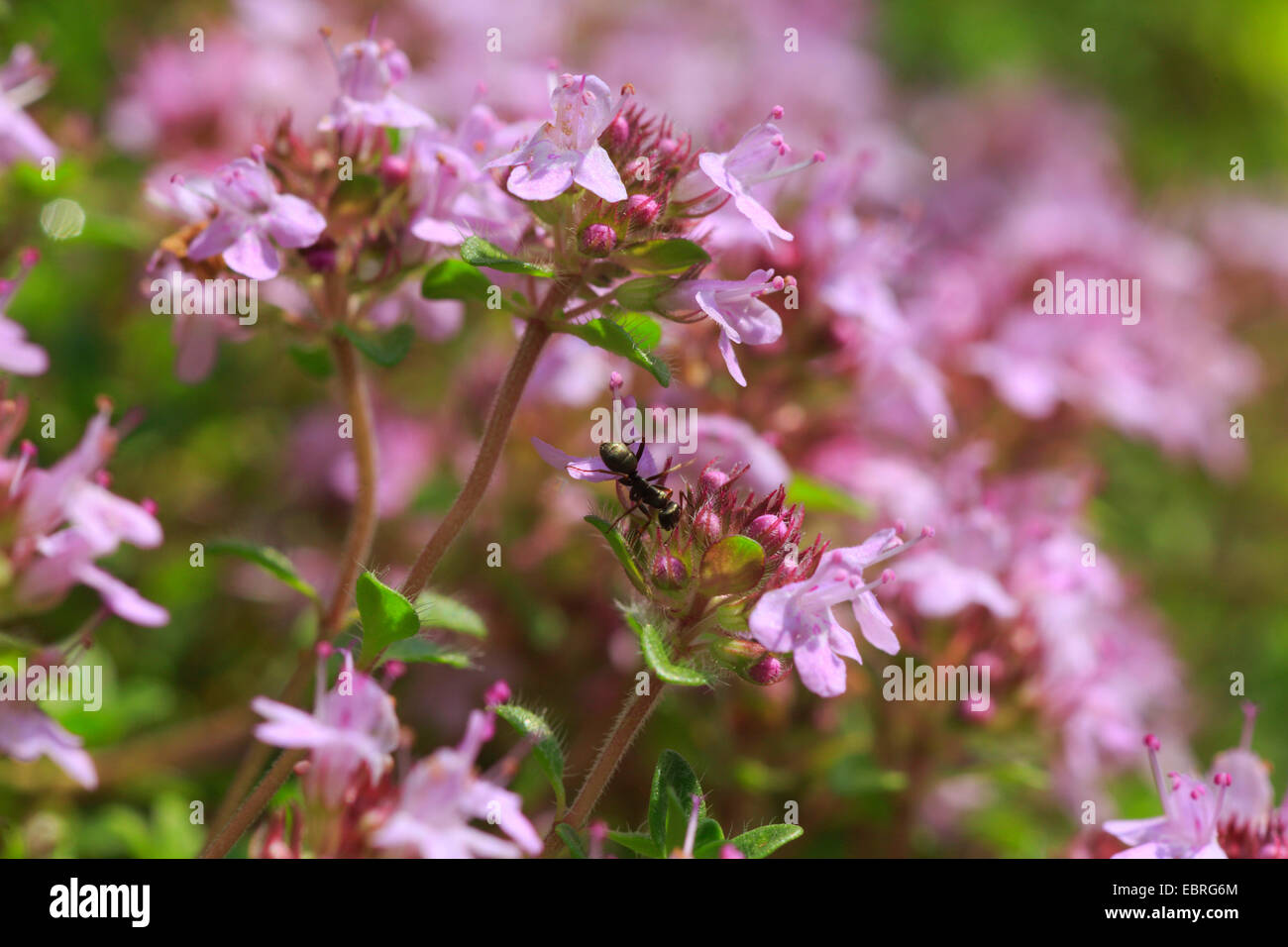 BroadLeaved Thyme, Dot Wells Creeping Thyme, Large Thyme, Lemon Thyme