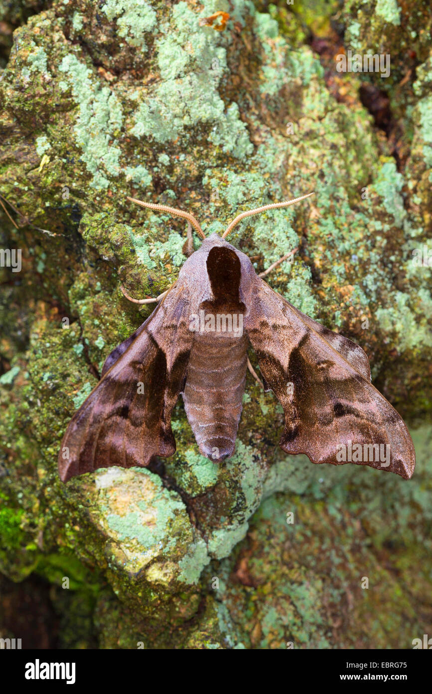 Eyed Hawk-Moth, Eyed Hawkmoth, Schwaermer, Sphingidae, Hawkmoths, Hawk-moths (Smerinthus ocellata, Smerinthus ocellatus), on a tree trunk covered with lichens, Germany Stock Photo