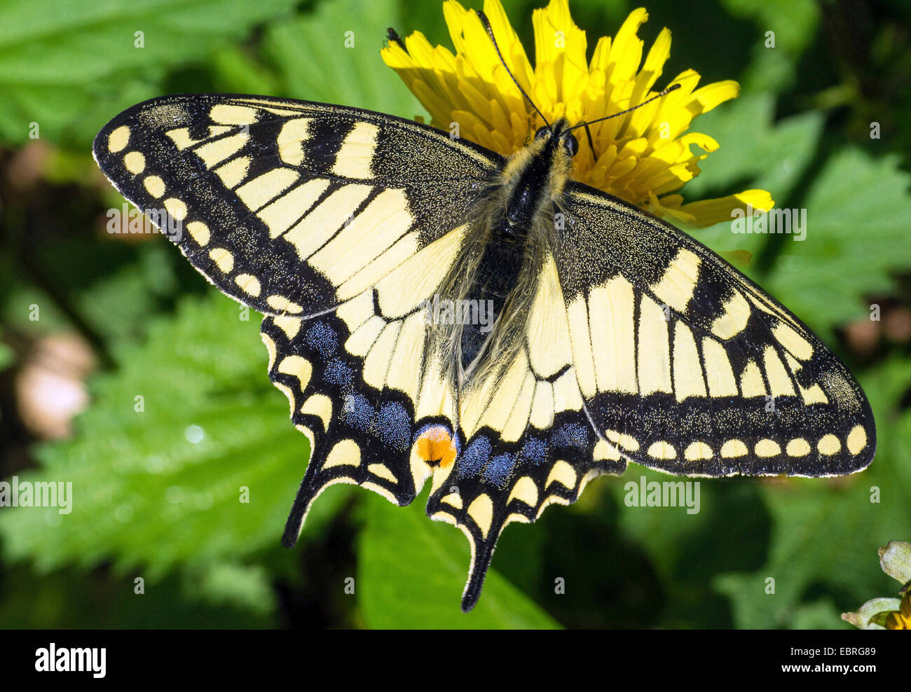 swallowtail (Papilio machaon), on flowering hawksbeard, Germany, Bavaria, Oberbayern, Upper Bavaria Stock Photo