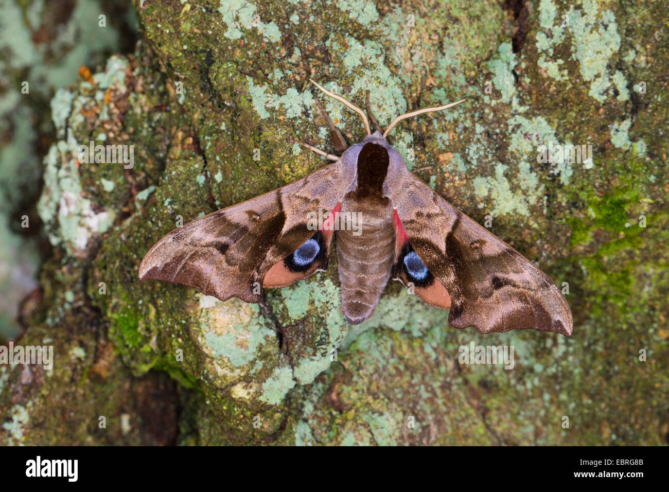 Eyed Hawk-Moth, Eyed Hawkmoth, Schwaermer, Sphingidae, Hawkmoths, Hawk-moths (Smerinthus ocellata, Smerinthus ocellatus), on a tree trunk covered with lichens, Germany Stock Photo