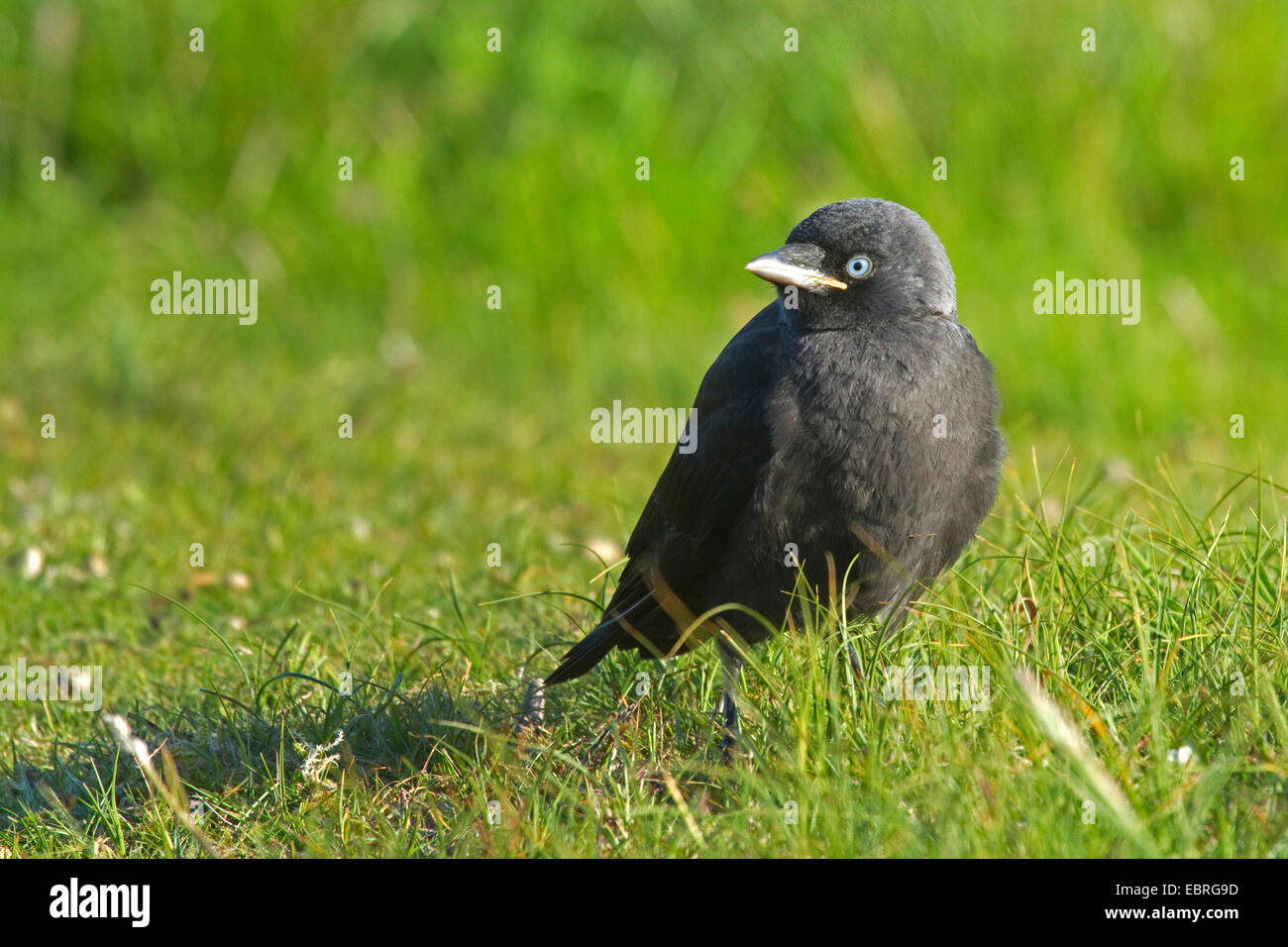 jackdaw (Corvus monedula), fledgeling in a meadow, Germany, Lower Saxony, Norderney Stock Photo