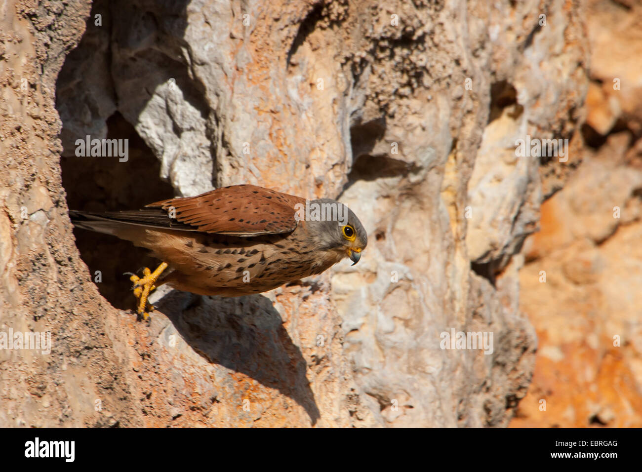 European Kestrel, Eurasian Kestrel, Old World Kestrel, Common Kestrel (Falco tinnunculus), taking off its breeding cave, Spain, Balearen, Majorca Stock Photo