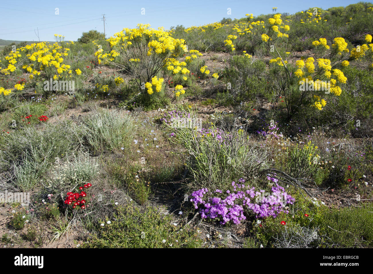 blooming wild flowers, South Africa, Western Cape Stock Photo