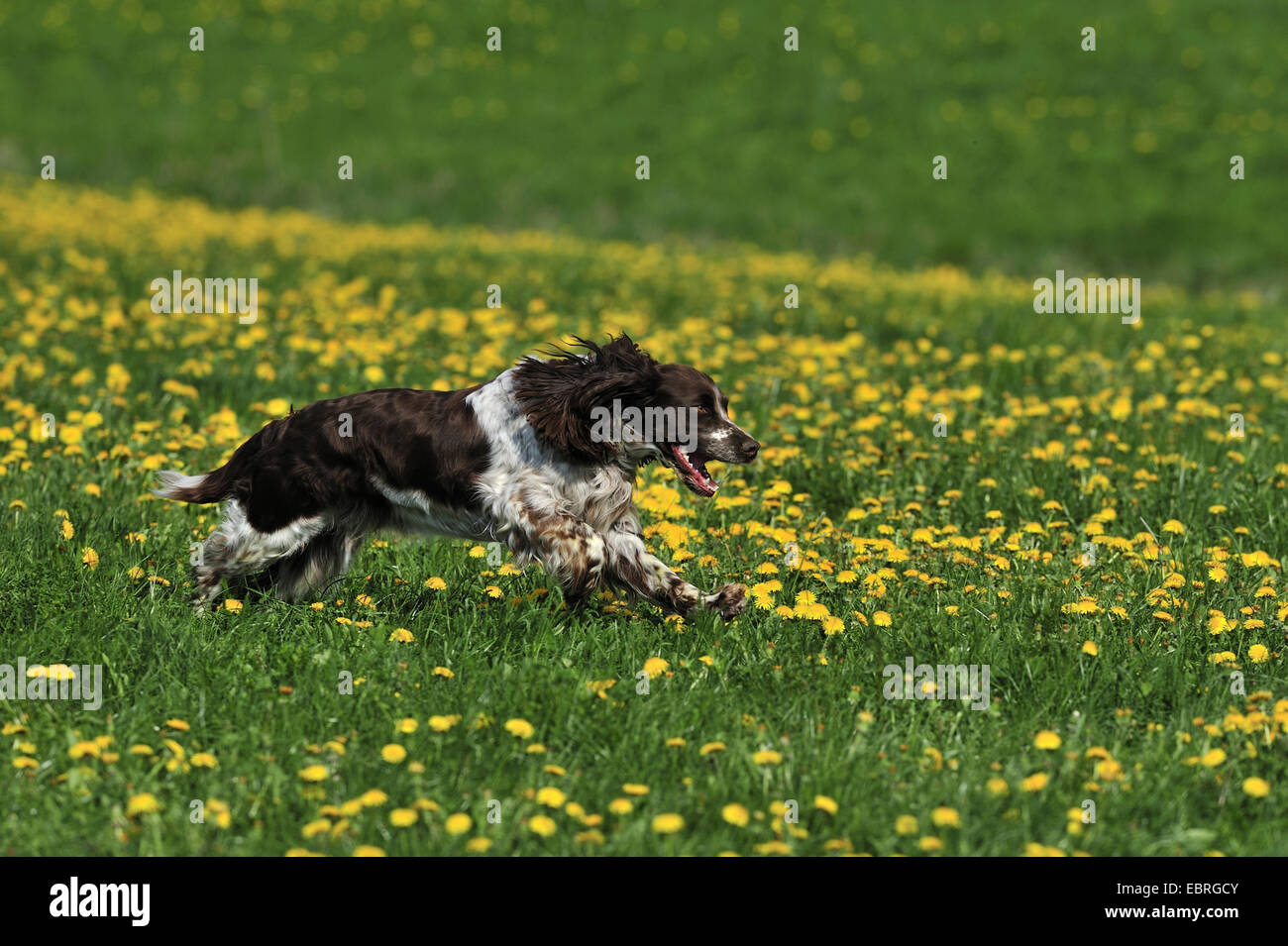 English Springer Spaniel (Canis lupus f. familiaris), running in a dandelion meadow , Germany Stock Photo