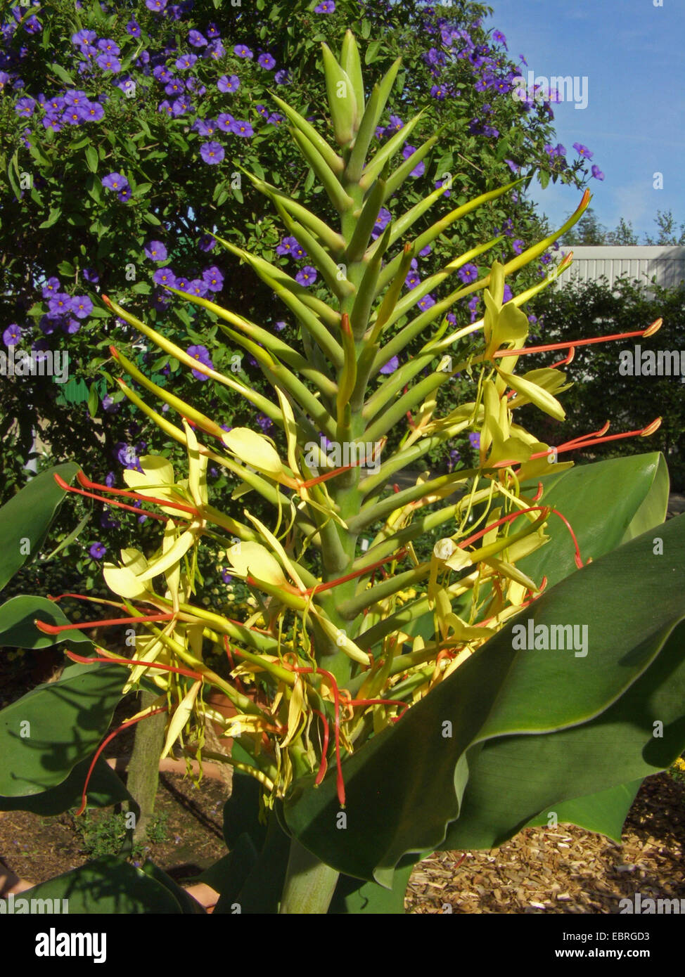 Kahila gingerlily (Hedychium gardnerianum), inflorescence Stock Photo