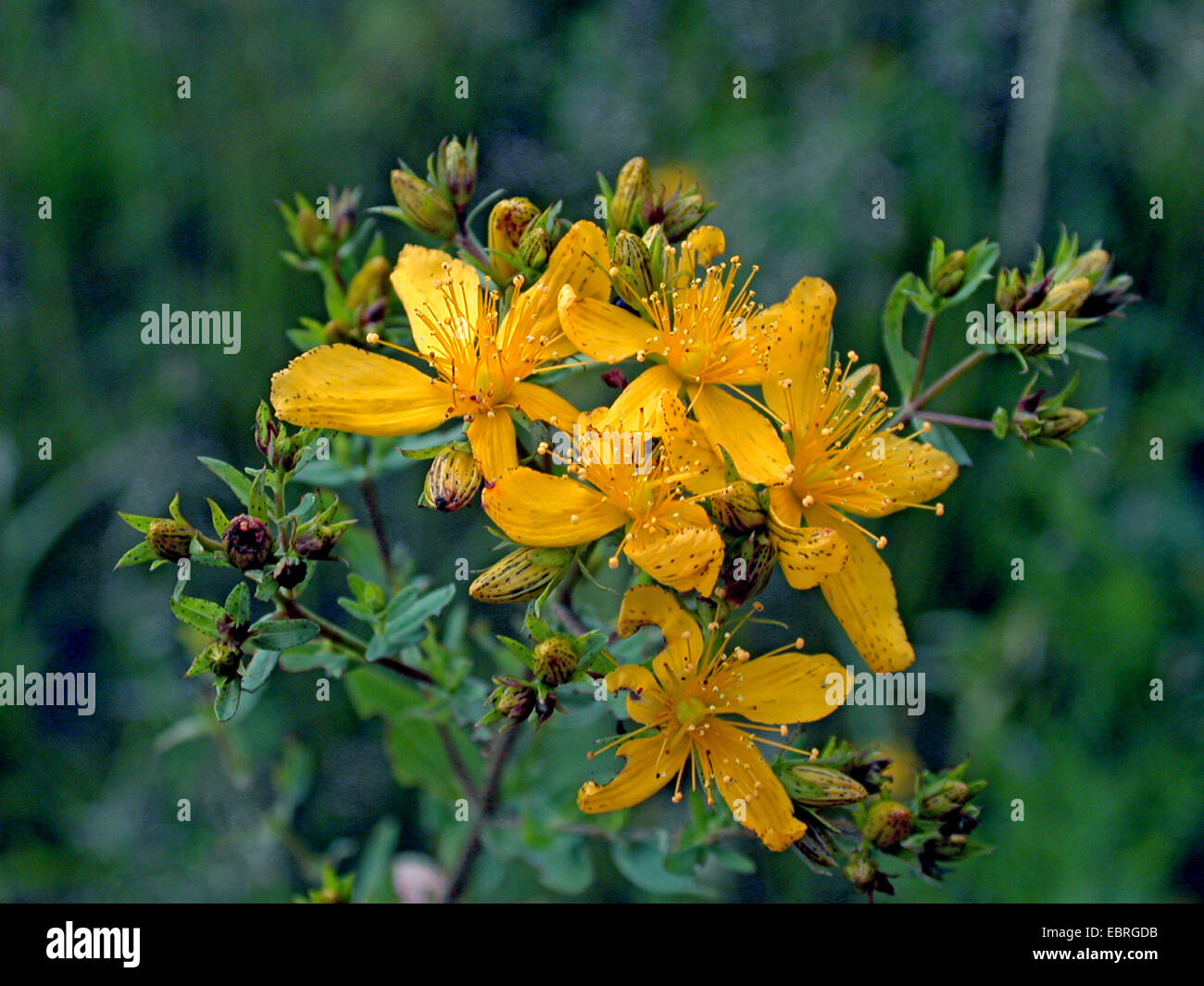 common St John'swort, perforate St John'swort, klamath weed, St. John