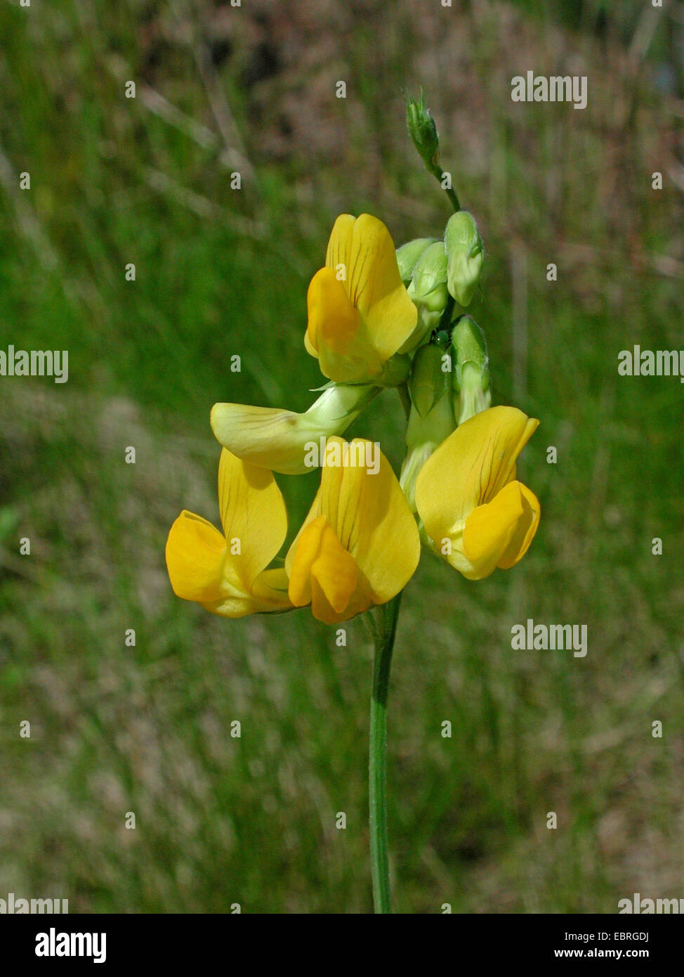 meadow peavine, meadow vetchling, yellow vetchling (Lathyrus pratensis), inflorescence, Germany Stock Photo