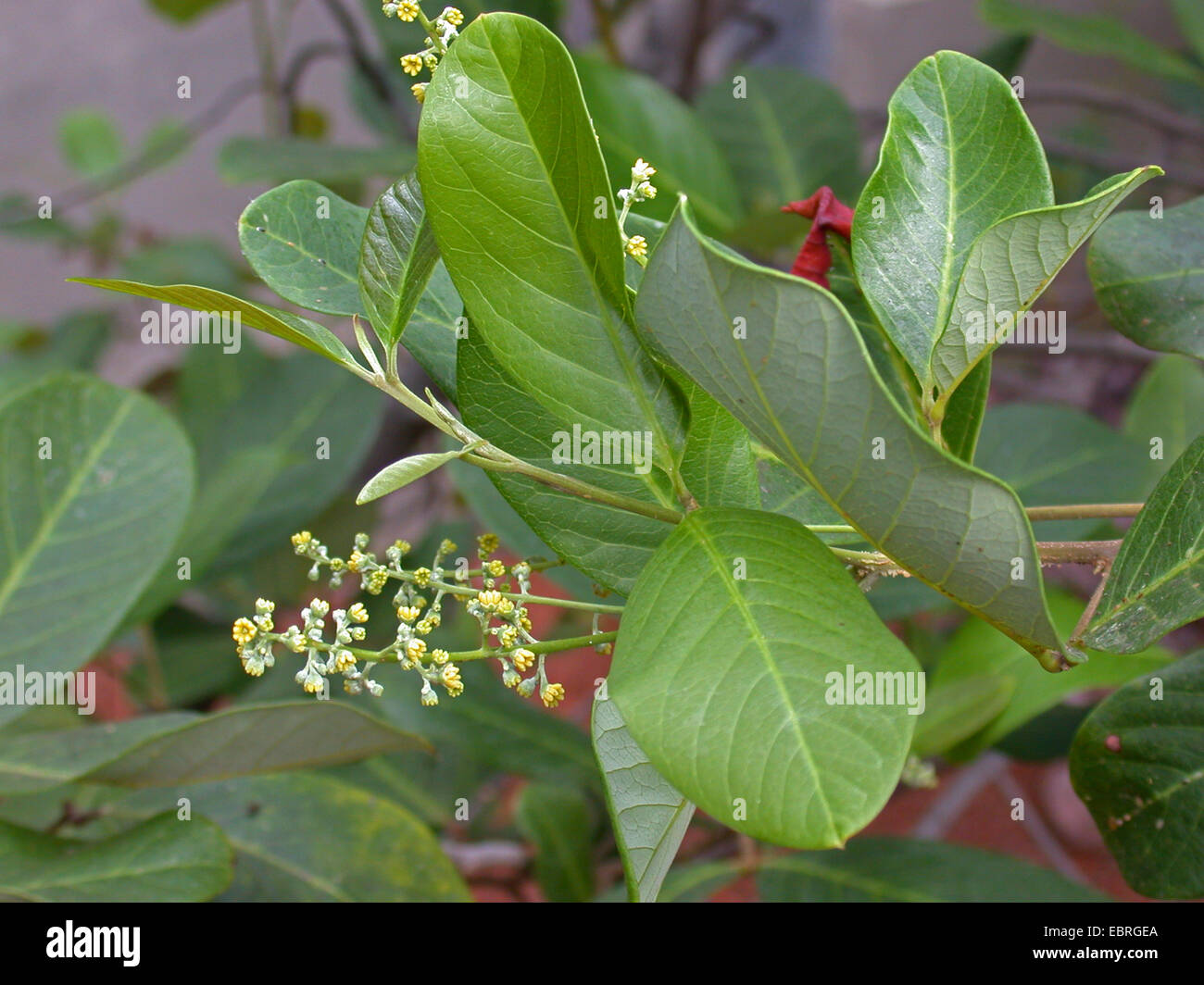 Alectryon subcinereus, Cupania subcineria, Nephelium leiocarpum (Nephelium leiocarpum), blooming branch Stock Photo