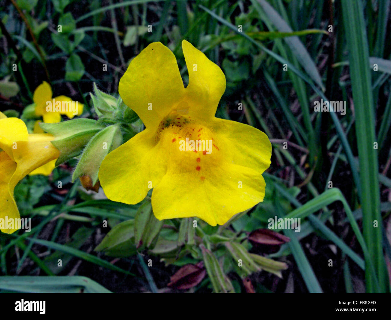 yellow monkeyflower (Mimulus guttatus), flower, Germany Stock Photo