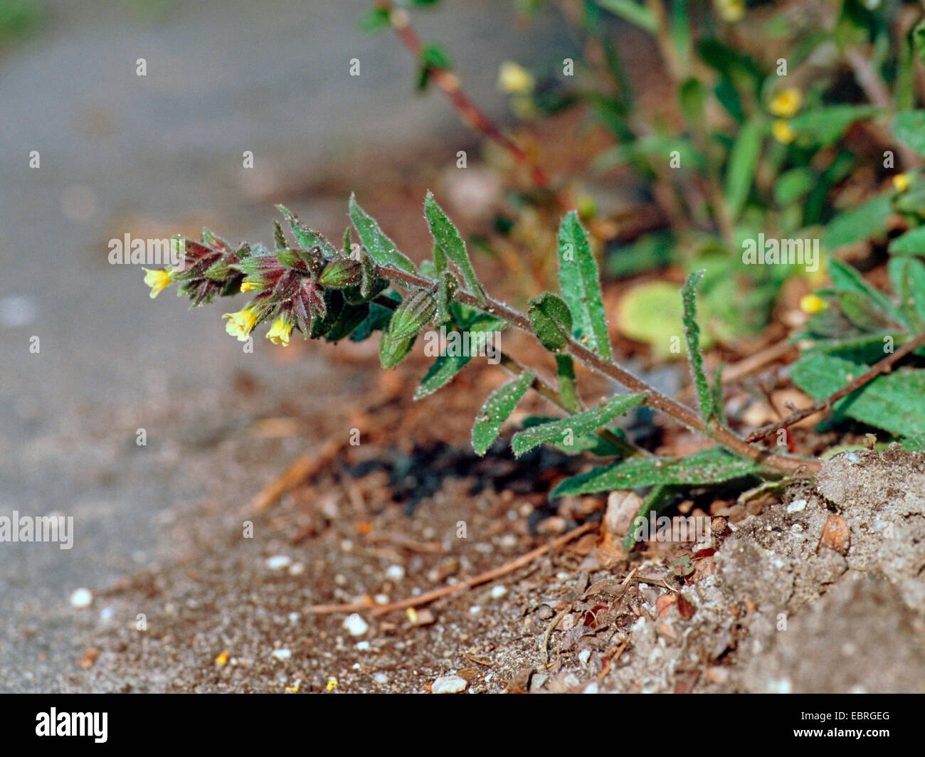 Yellow monkswort (Nonea lutea), blooming, Germany Stock Photo