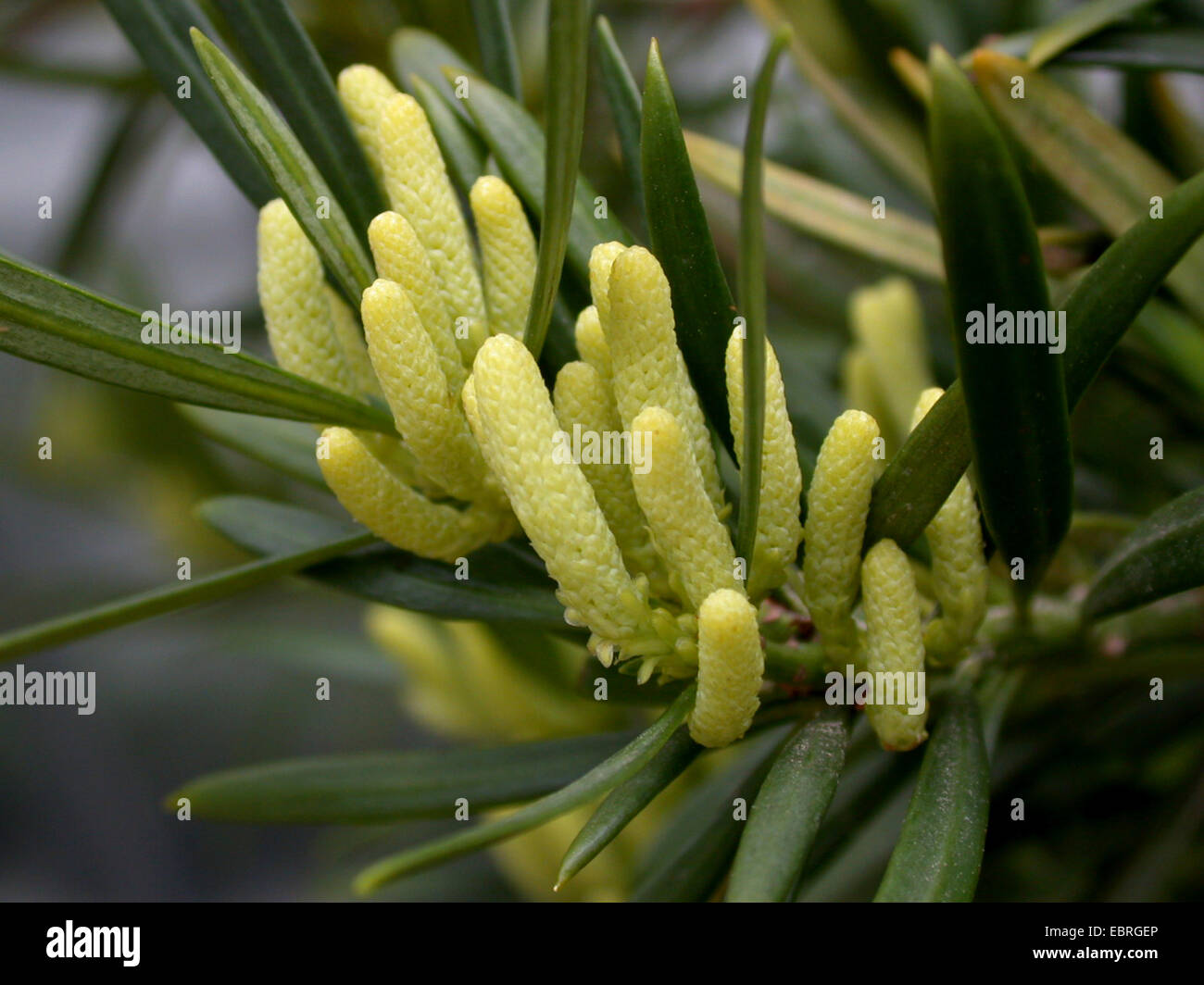 Oleander Podocarp (Podocarpus neriifolius), branch with male flowers Stock Photo