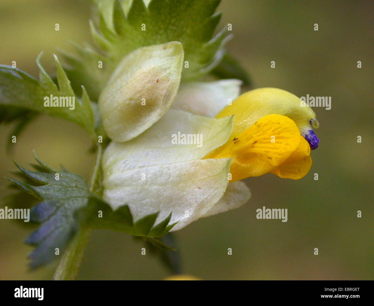 greater yellowrattle (Rhinanthus angustifolius, Rhinanthus serotinus