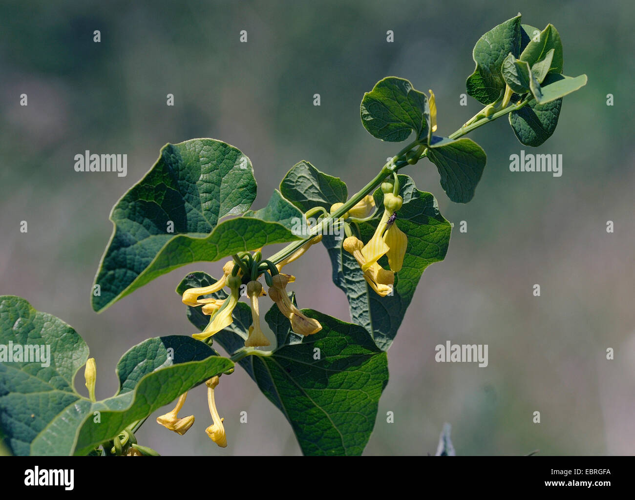 birthwort (Aristolochia clematitis), blooming, Germany Stock Photo - Alamy