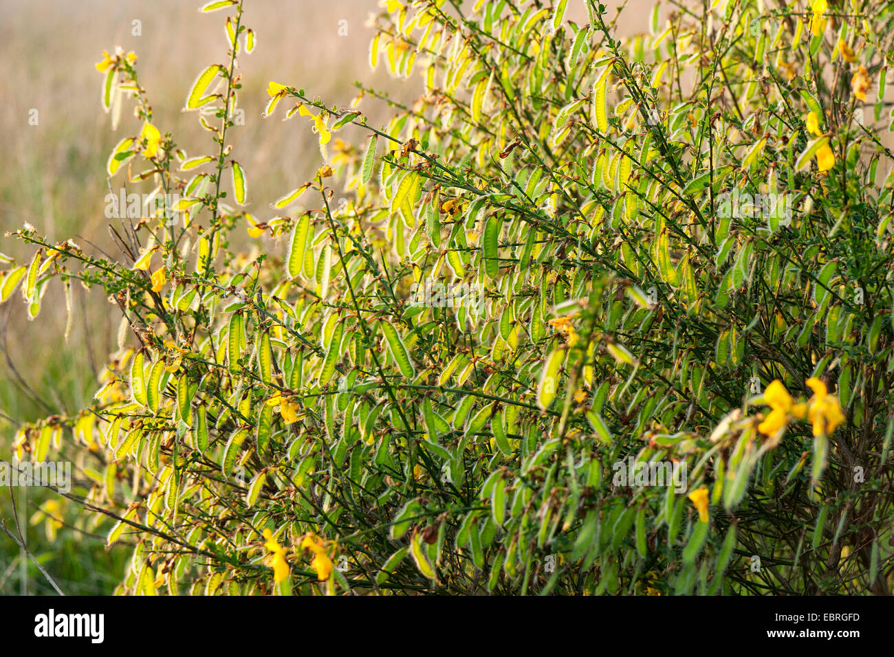 Scotch broom (Cytisus scoparius, Sarothamnus scoparius), blooming, Germany, Rheinlandpfalz Stock Photo