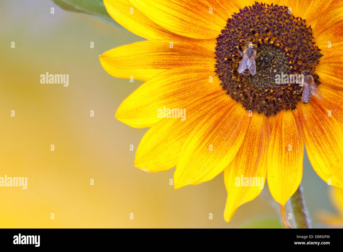 common sunflower (Helianthus annuus), bees on blossom Stock Photo
