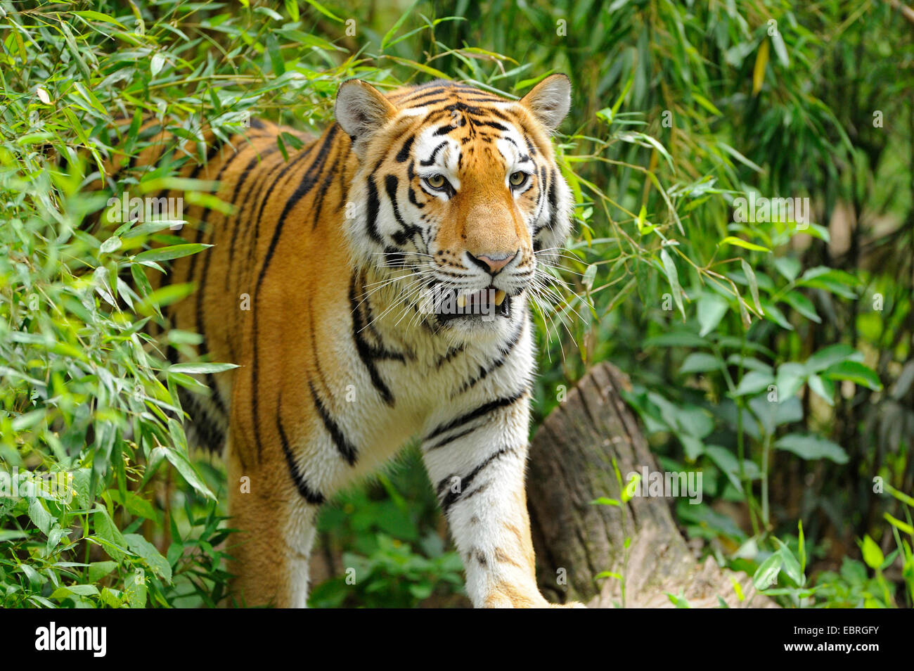 Siberian tiger, Amurian tiger (Panthera tigris altaica), with bamboo Stock Photo