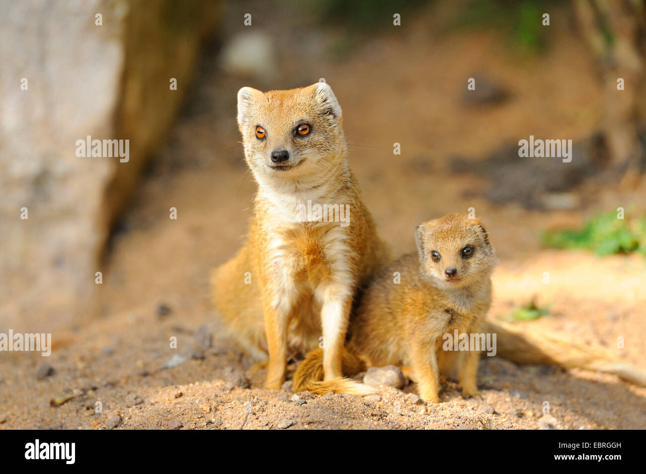 yellow mongoose (Cynictis penicillata), mother with her youngster Stock Photo