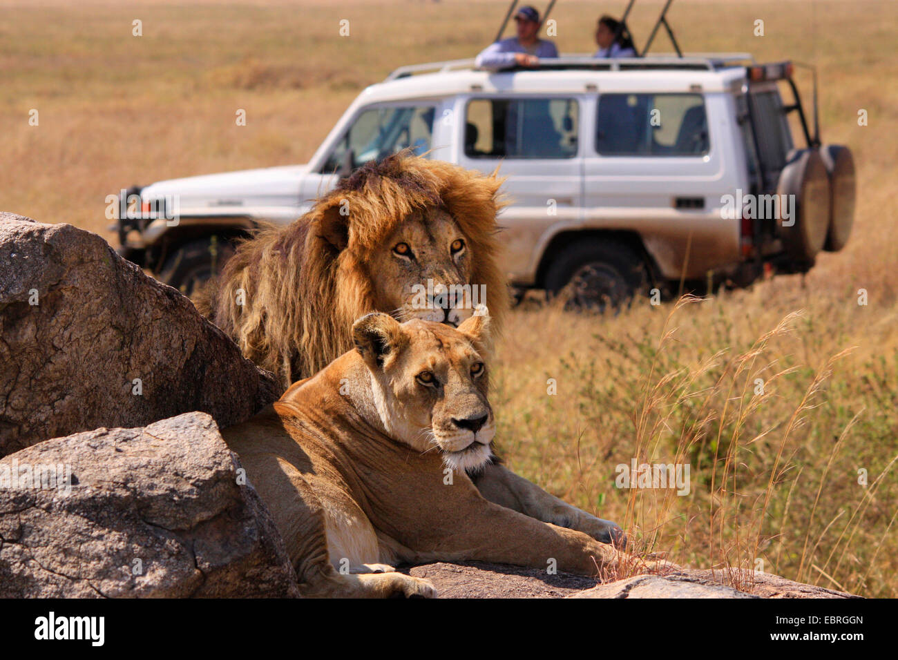 lion (Panthera leo), lion couple on rocks in the savannah, watching by a safari group, Tanzania, Serengeti National Park Stock Photo