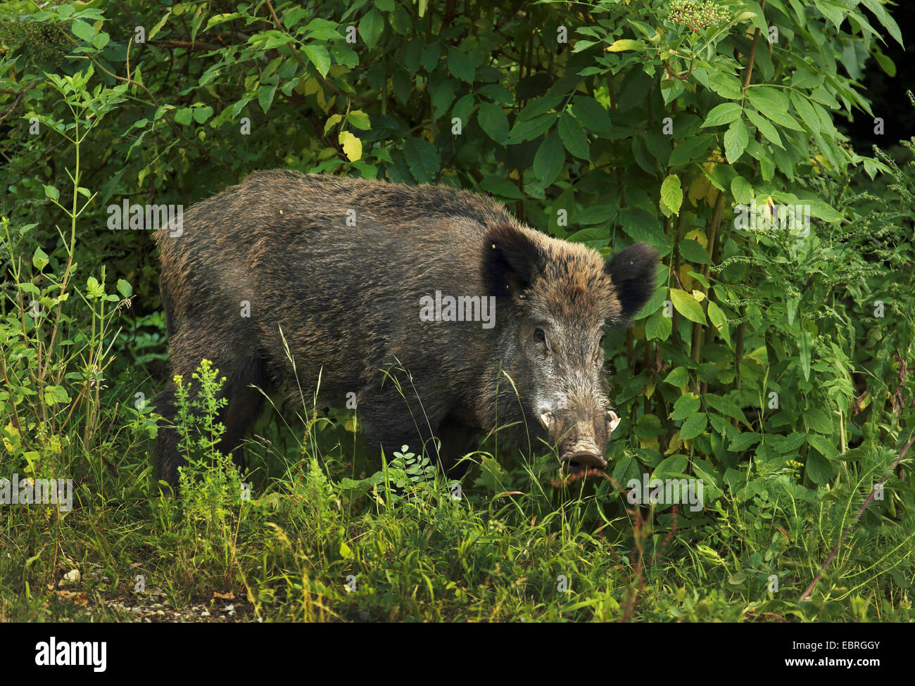 wild boar, pig, wild boar (Sus scrofa), tusker, Germany, Baden-Wuerttemberg Stock Photo