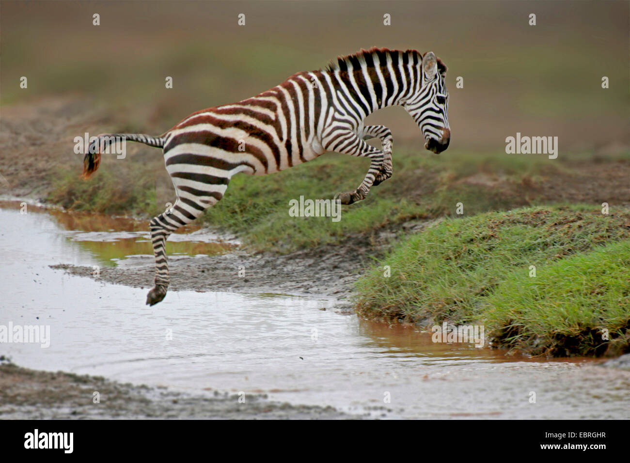 Common Zebra (Equus quagga), jumping over a creek, Tanzania, Serengeti National Park Stock Photo