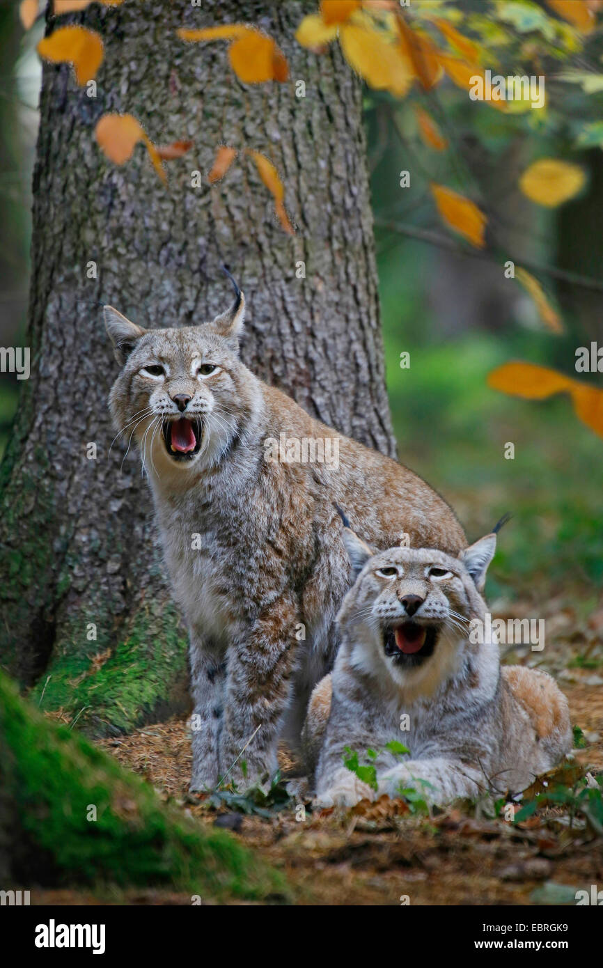 Eurasian lynx (Lynx lynx), Couple, Europe Stock Photo