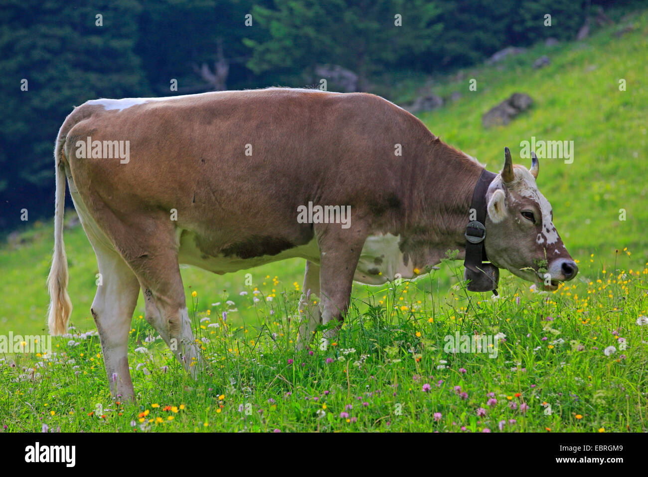 domestic cattle (Bos primigenius f. taurus), Swiss cow on pasture, Switzerland Stock Photo