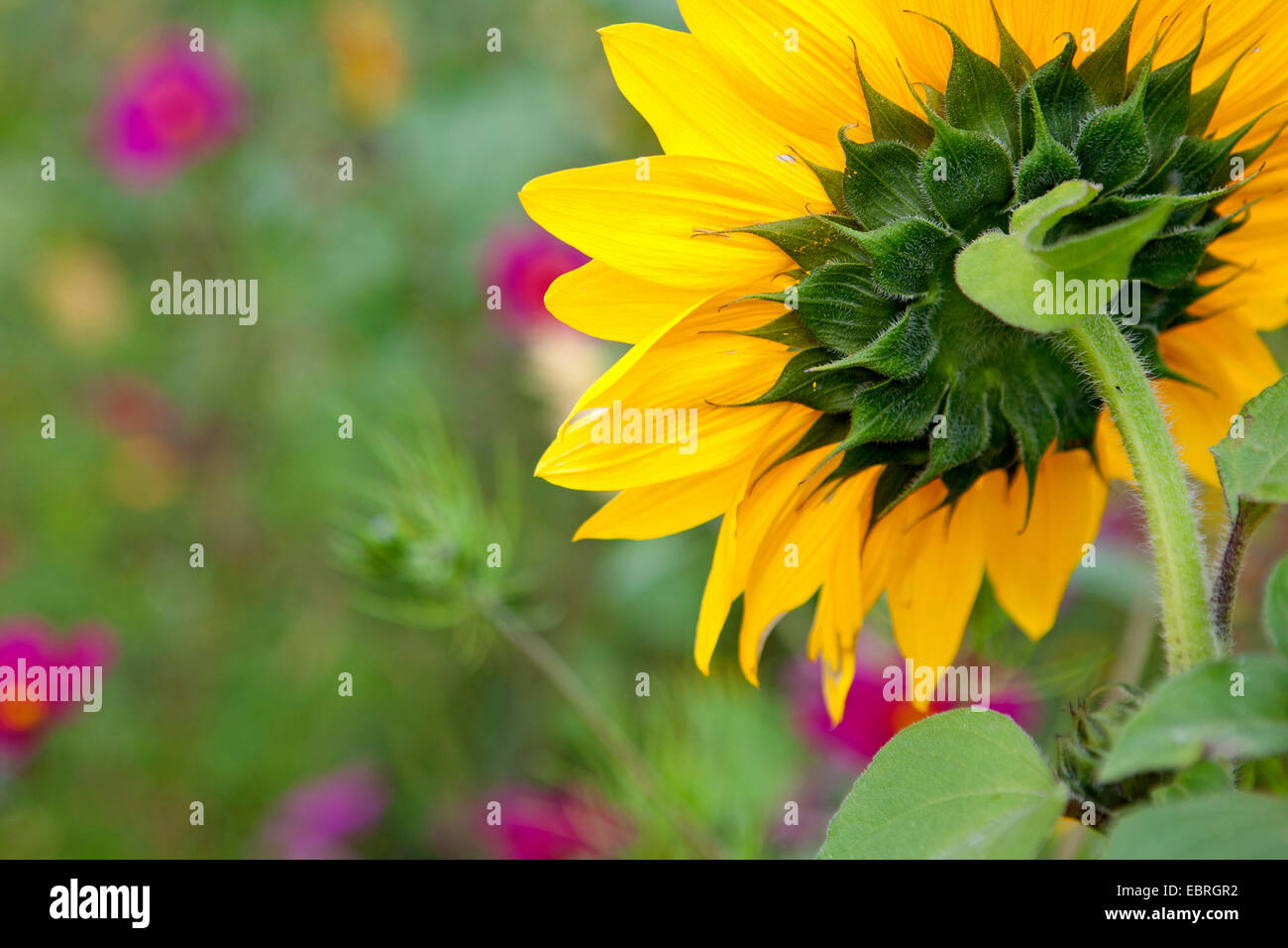 common sunflower (Helianthus annuus), flower from behind, Germany, Bavaria Stock Photo