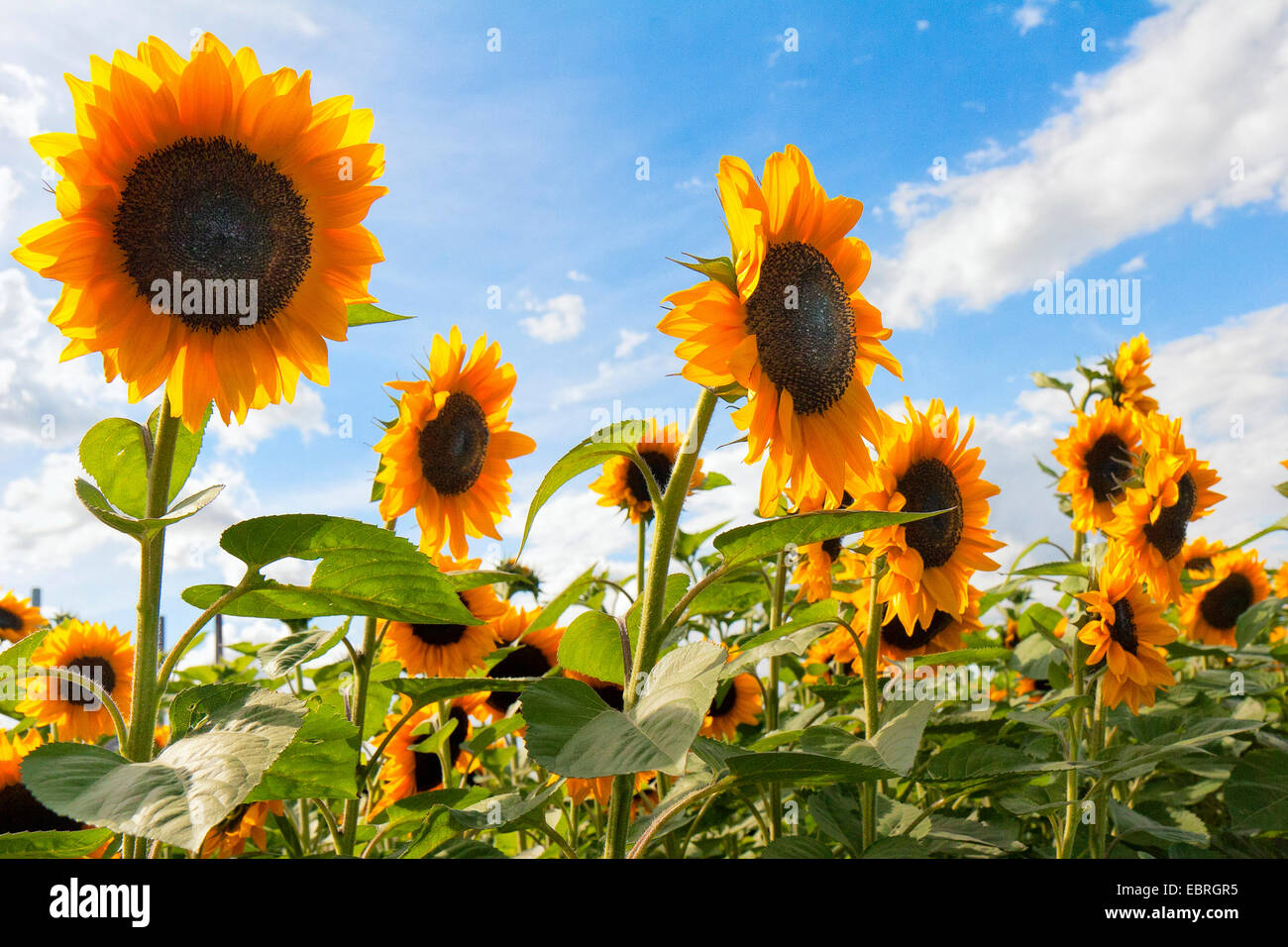 common sunflower (Helianthus annuus), blooming sunflower field, Germany, Bavaria Stock Photo