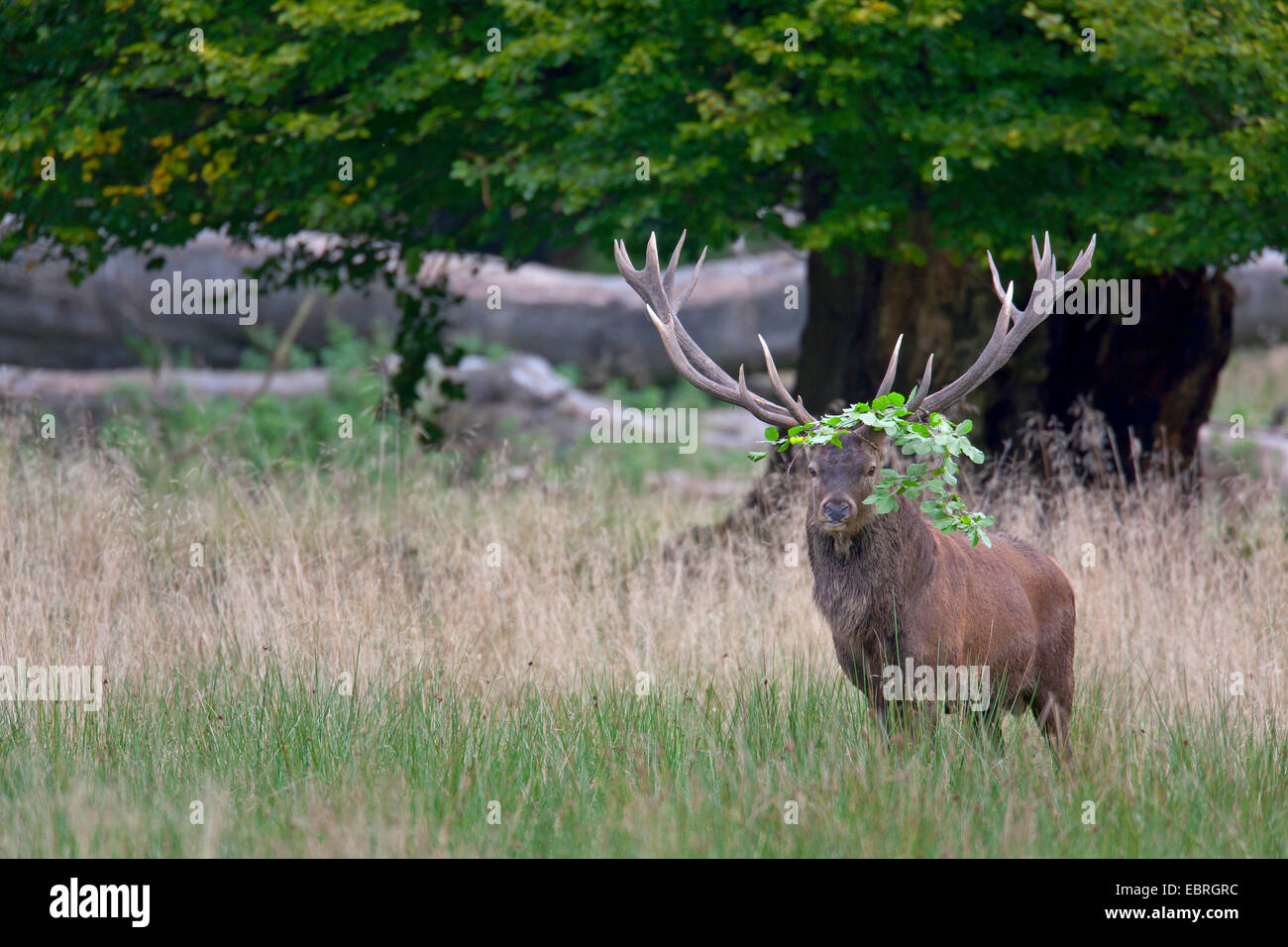 red deer (Cervus elaphus), hart standing in a clearing, Denmark, Seeland Stock Photo