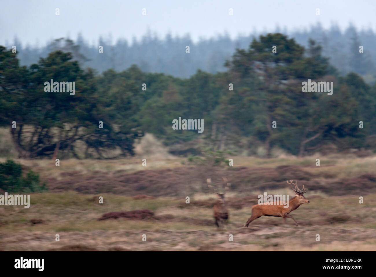 red deer (Cervus elaphus), ftag fight in a forest and meadow landscape, Denmark, Jylland Stock Photo