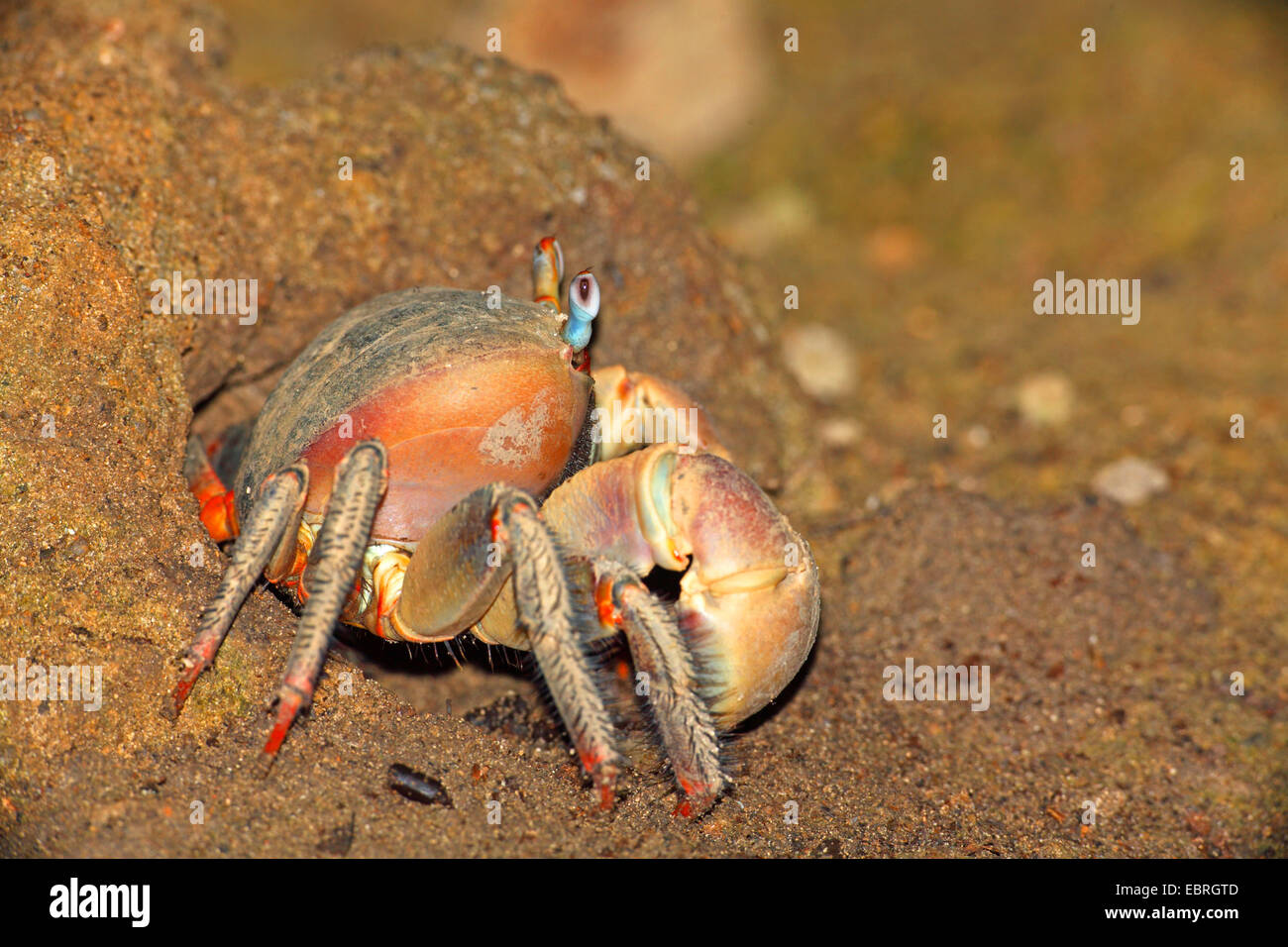 Crabs in the seychelles hi-res stock photography and images - Alamy