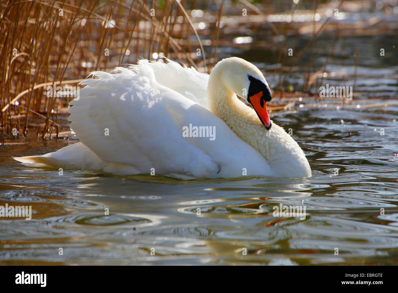 mute swan (Cygnus olor), impressing behaviour, Germany Stock Photo