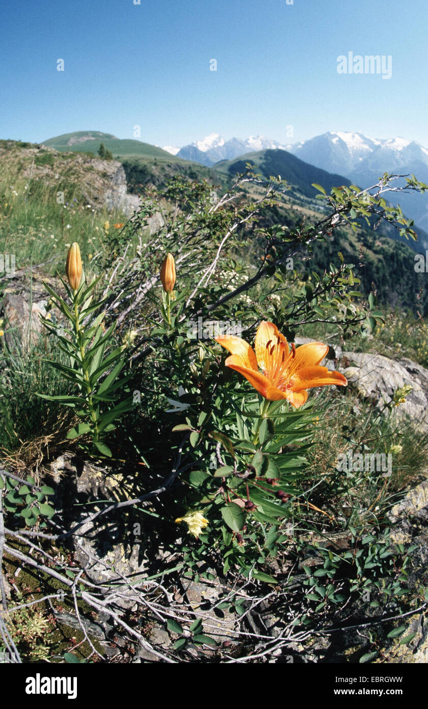 orange lily (Lilium bulbiferum), blooming Stock Photo - Alamy
