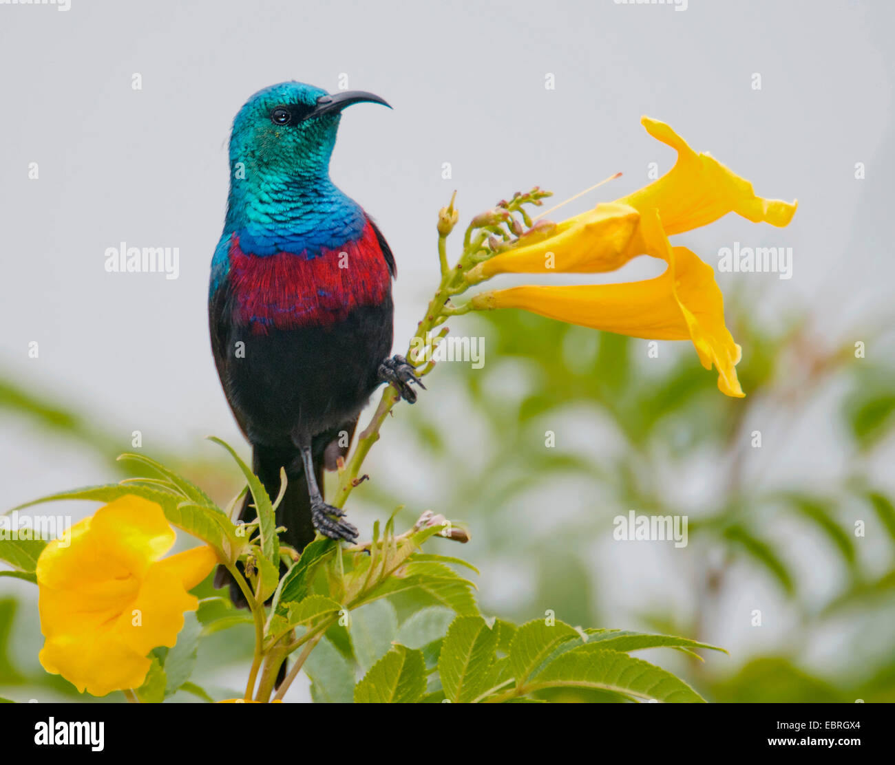 Red-chested Sunbird, Red chested Sunbird (Cinnyris erythrocerca), sitting at stem with yellow blossoms, Uganda, Queen Elizabeth National Park Stock Photo