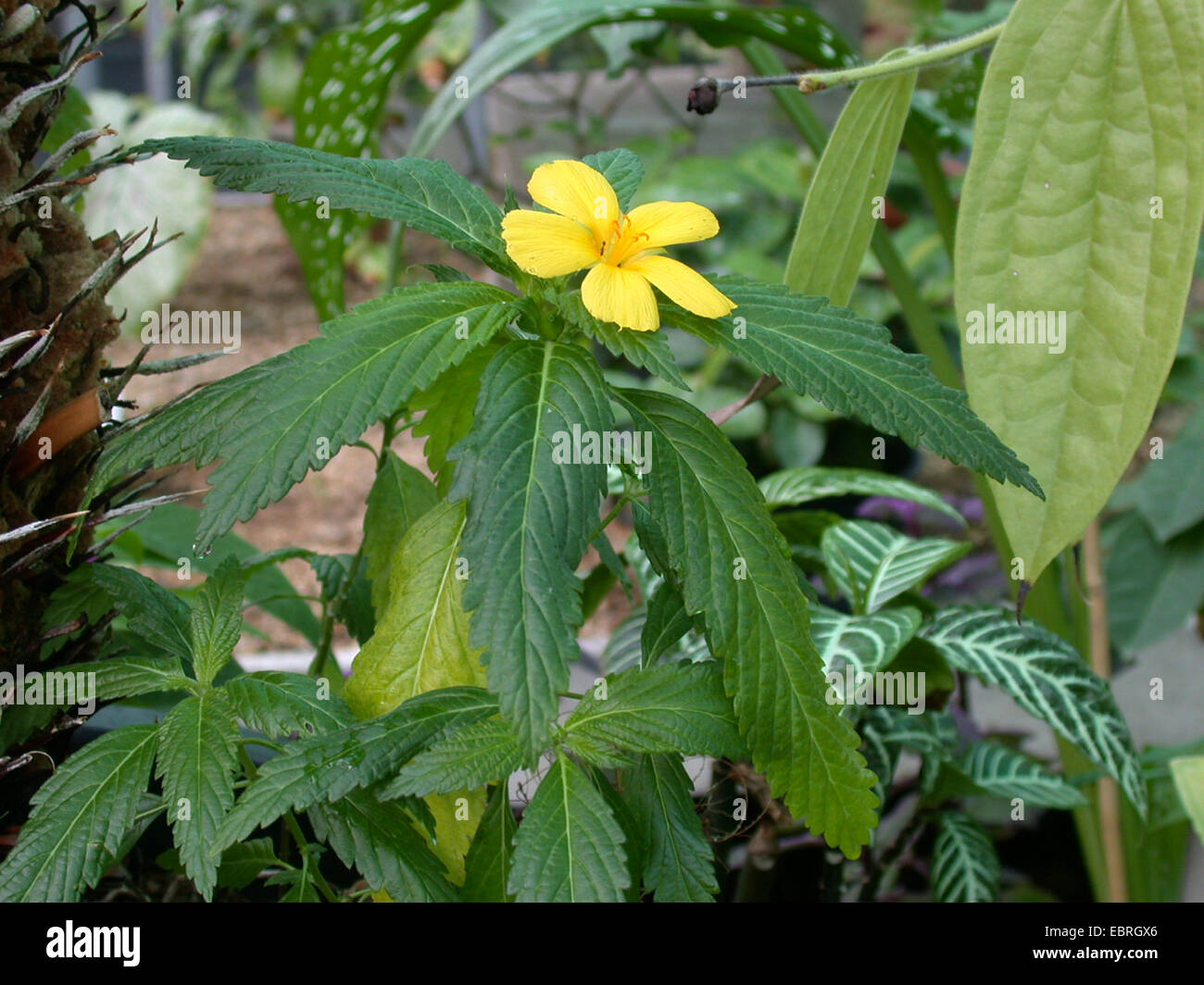 Sage Rose, West Indian Holly, Yellow Alder, Buttercup Flower, Damiana (Turnera ulmifolia), blooming Stock Photo