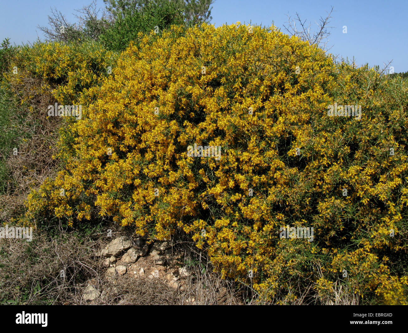 Broom (Genista lucida), blooming bush, Spain, Balearen, Majorca Stock Photo