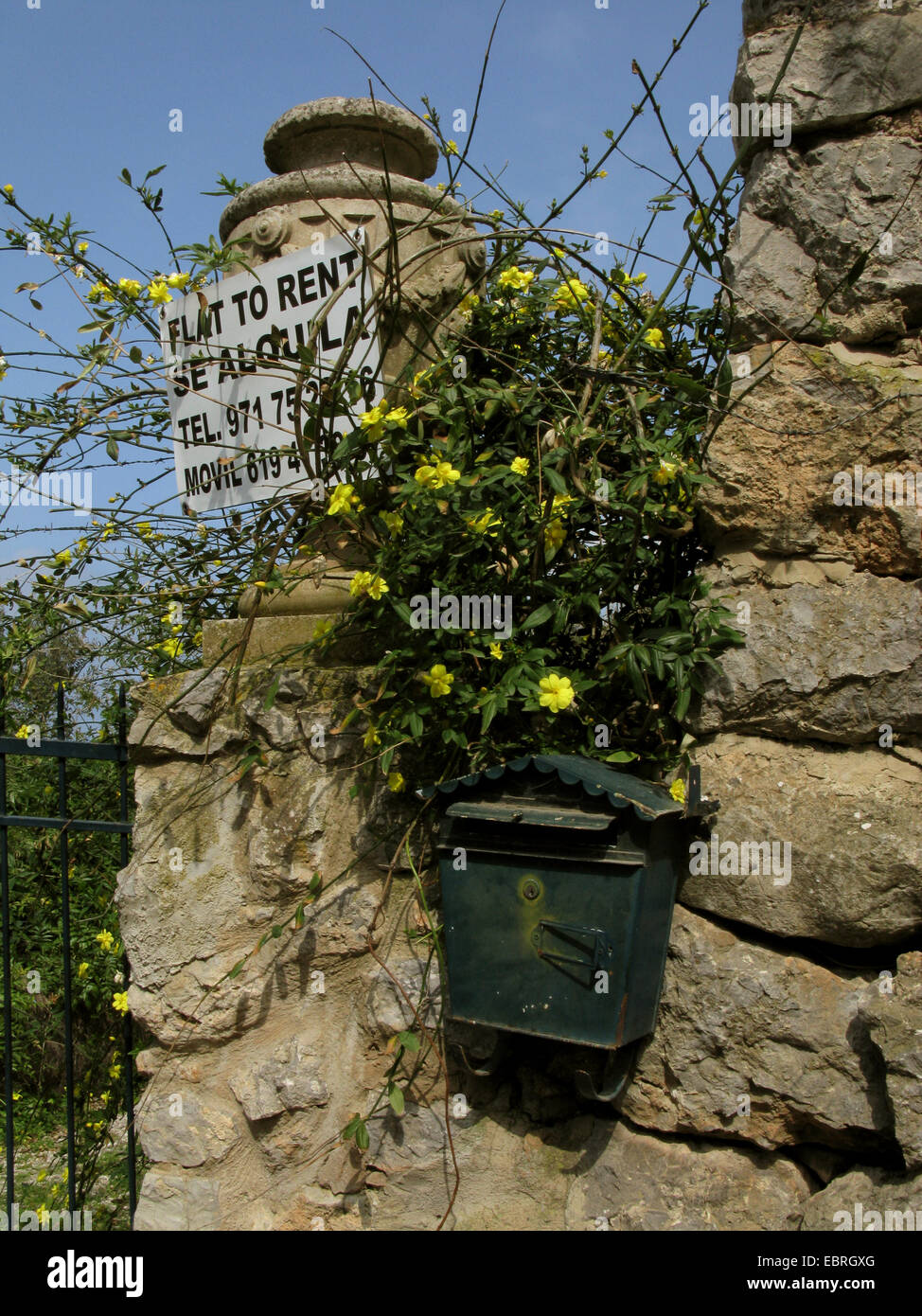jasmine (Jasminum fruticans), at a postbox of a finca to rent, Spain, Balearen, Majorca, Cala Deia Stock Photo