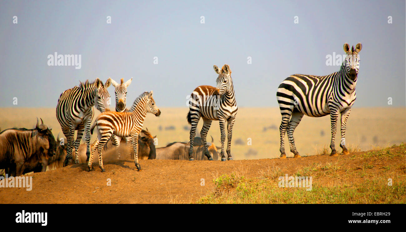 Common Zebra (Equus quagga), herd with young animal, Tanzania, Serengeti National Park Stock Photo