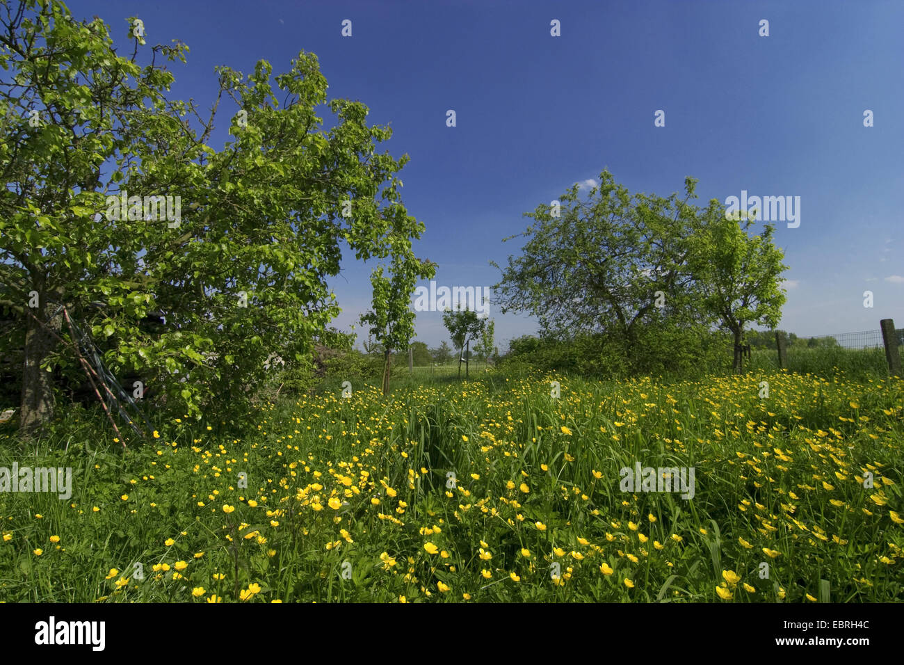meadow orchard in spring, Belgium, Ardennes Stock Photo